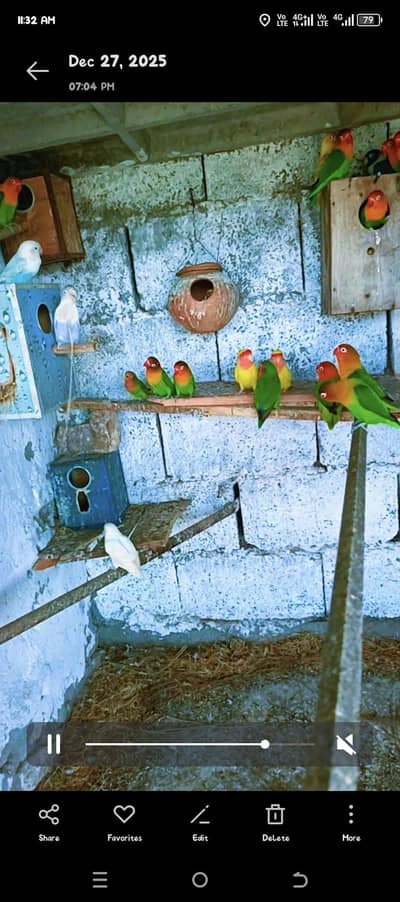 love birds for sale all active pair