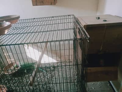 raw breeder Piar talking