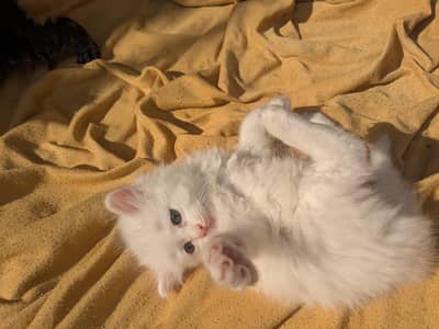 WHITE PERSIAN KITTEN (( contact number)) 03181/02808/4