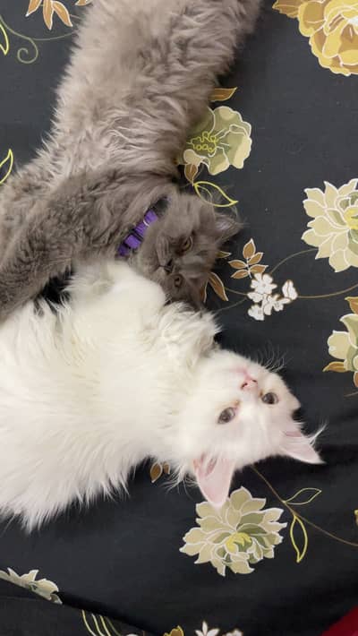 Persian cats for sale