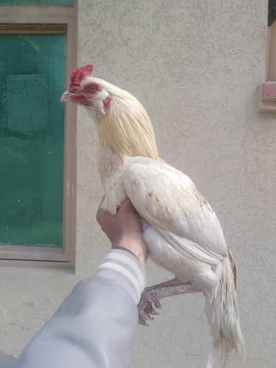 aseel high quality male avaliable