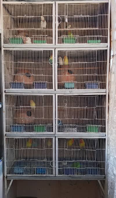 Love Birds Setup For Sale With Cage