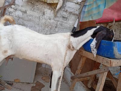 Gote for sale