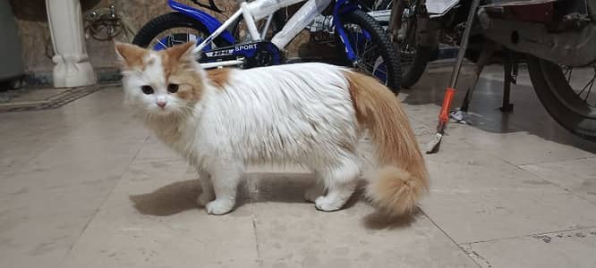 Persian triple coat Female kitten