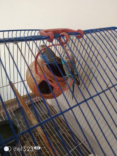 Parrot for Sale Pair with Cage