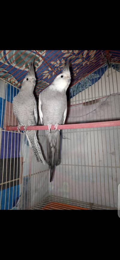 Cocktail Breeder Pair For Sale