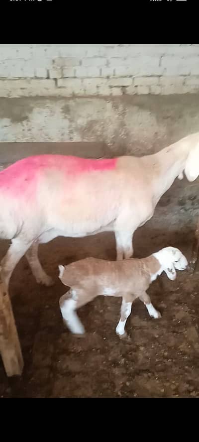 sheeps male and pregnant female