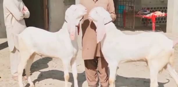 2 Bakre urgent for sale/ __03221442364