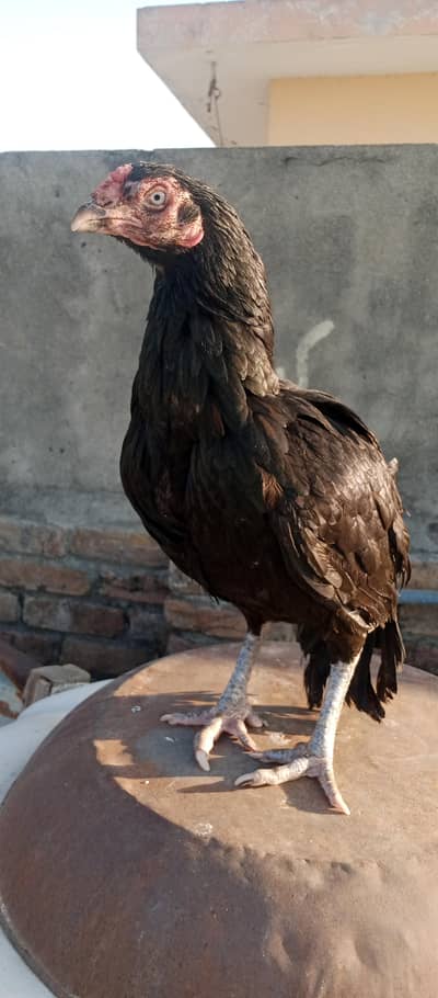 high quality mushki mianwali