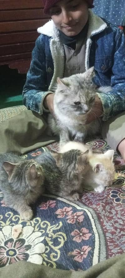 Persian cats fully trained