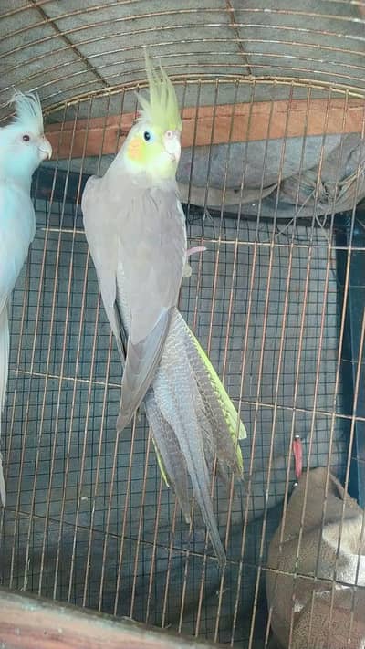 dominant yellowcheek female and eno male