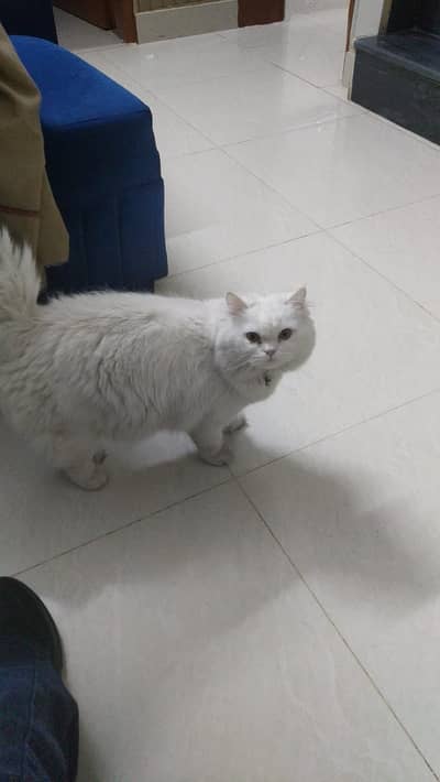 Persian Male Cat – 1 Year Old | Fully Vaccinated | Triple C