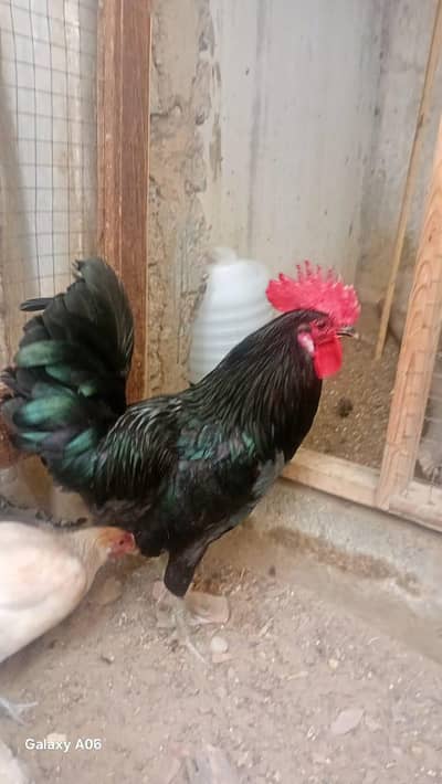 Breeder Males for Sale