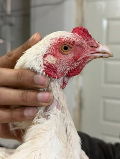 Aseel hera patha, age 8 months old