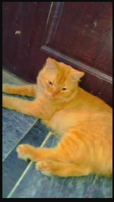 Persian + Himalayan cat pair for sale