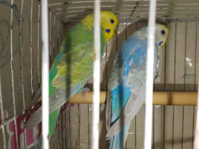 High Quality Rainbow bigies parrot