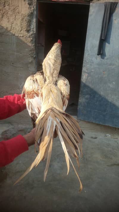 Aseel shajra  Old bloodlin