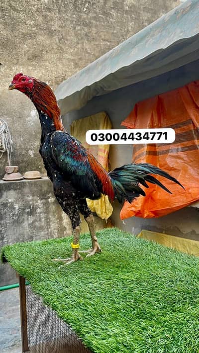 Thai Pakoyai 03004434771