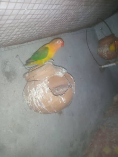 Common latino breader pairs+Green fisher female