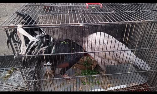 aseel jawab pair contact whatsup 03422946457 price 5500