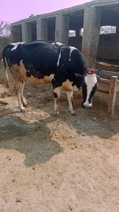 تیار گاۓ چھ دانت جرسی ترین کراس