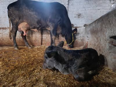 jersey cross cow / wachii today / گائے /desi cow