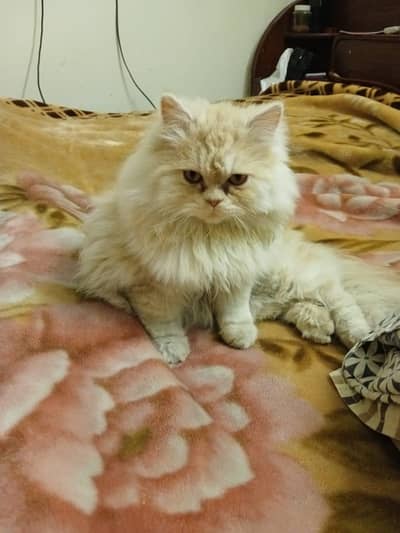 i am selling my male cat full healthy and play full