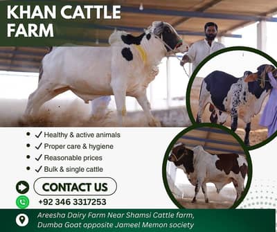 Qurabani Cow | Cholistani Bachra | Ablak | Palai Service| Bull Bachra