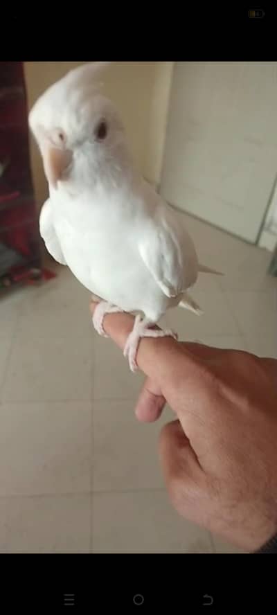 Red Eye Eno Fully Hand Tamed Cocktail