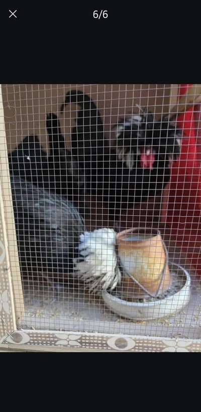 4 polish hens and 1 polish rooster for sale