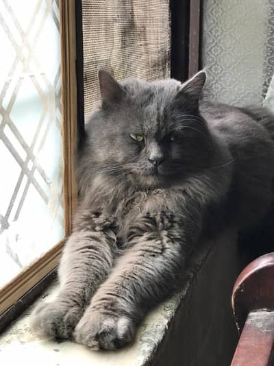 Urgent Sale Triple coat Male Smoky grey recently vaccinated.