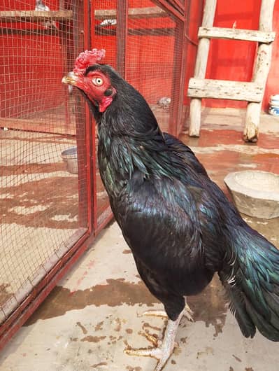 Pure Mushka Lasani Patha