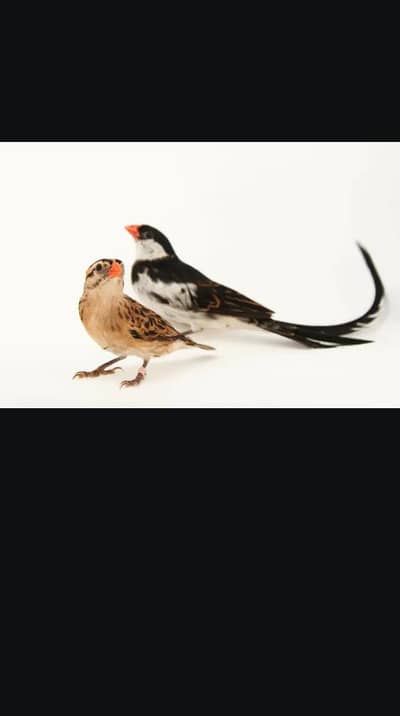 Mashala. pin tail vada finch braber pair available. .