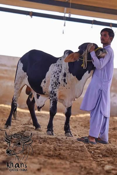 Khan Cattle Farm | Qurbani Cows | Bulls | Palai Service | Cholistani