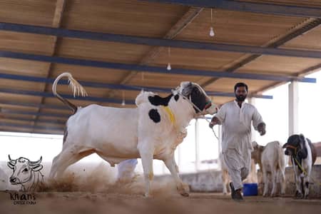Khan Cattle Farm | Qurbani Cows | Bulls | Palai Service | Cholistani
