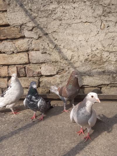 4 pigeon for sale . . .