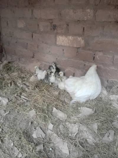 bantam and golden buff