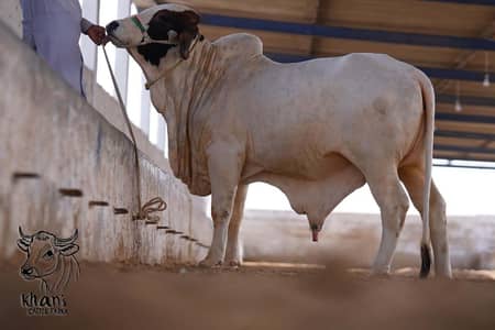 Cholistani & Ablak | Qurbani Cattle | Palai Service Available | Health