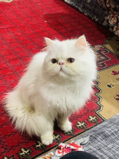 Persian piki face kittens male