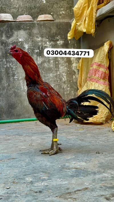 Dragon Pakoyai Burmi 03004434771