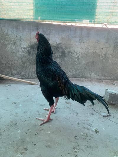 Mianwali Aseel patha for sale