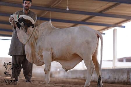 Qurabani Janwar | Cholistani | Ablak | Palai Service | Bachra | Bulls