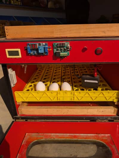 Eggs Chicks Machine