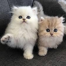 Persian kittens