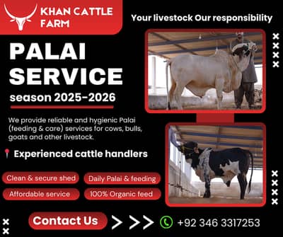 Qurbani Special Cattle | Healthy and Active Bulls & Cows for Sale
