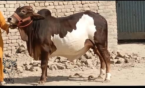 Qurbani Special Cattle | Healthy and Active Bulls & Cows for Sale