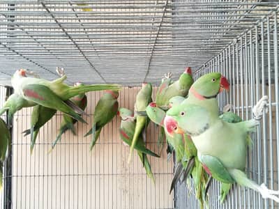 Wildlife Registered Alexandrine Raw Parrot