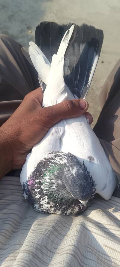 pigan pair for sale total 4 pairs Han