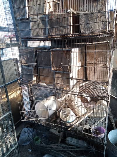 Love birds cocktail raw ringneck cages