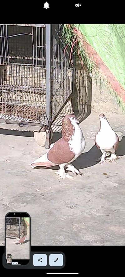 pigan pair for sale total